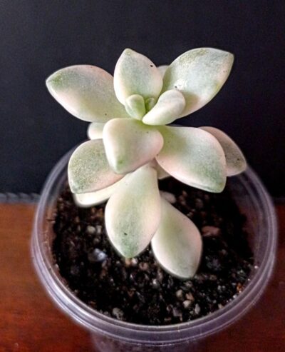 Pachyphytum 'Apricot beauty' variegated