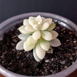 Graptopetallum mirinae f. variegata