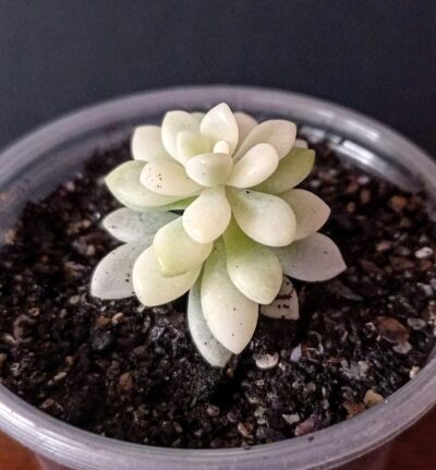 Graptopetallum mirinae f. variegata