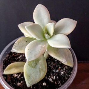 Graptopetalum paraguayense f. variegata