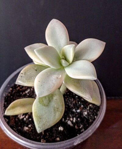 Graptopetalum paraguayense f. variegata