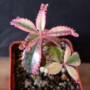 Kalanchoe serrata f. variegata 'pink butterflies'