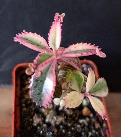 Kalanchoe serrata f. variegata 'pink butterflies'
