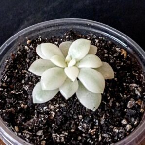 Sedeveria 'Marcus' variegata