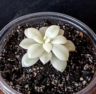 Sedeveria 'Marcus' variegata