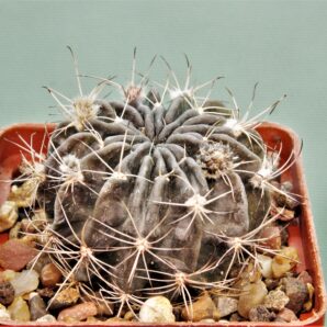 pseudolobivia-rojasii-v-albiflora-4