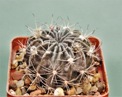 pseudolobivia-rojasii-v-albiflora-4