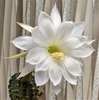pseudolobivia-rojasii-v-albiflora-4 - Зображення 2