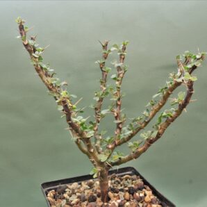 sarcocaulon-vanderitiae-rsa