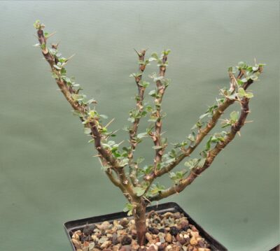 sarcocaulon-vanderitiae-rsa