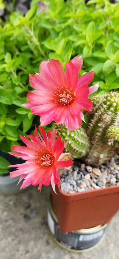 Chamaecereus hybrid Scarlatto - Зображення 3