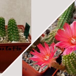 Chamaecereus hybrid Scarlatto