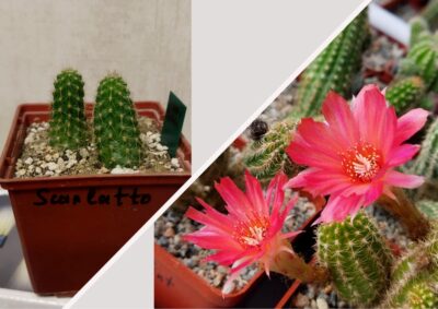 Chamaecereus hybrid Scarlatto