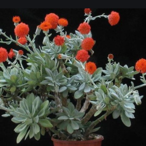 Senecio fulgens