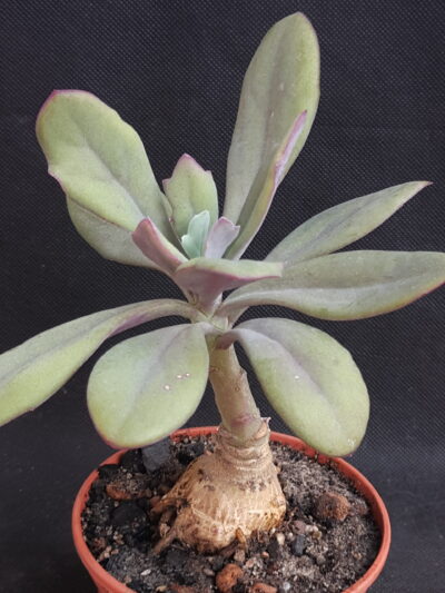 Senecio fulgens - Зображення 2