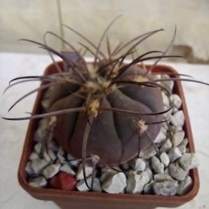 GYMNOCALYCIUM spegazzinii