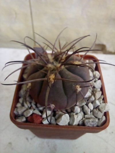 GYMNOCALYCIUM spegazzinii