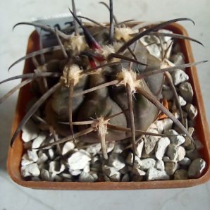 GYMNOCALYCIUM spegazzinii