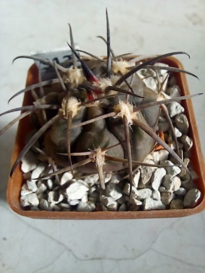 GYMNOCALYCIUM spegazzinii