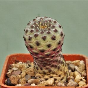 sulcorebutia-rauchii