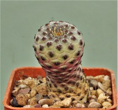 sulcorebutia-rauchii
