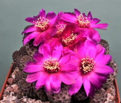 sulcorebutia-rauchii - Зображення 2