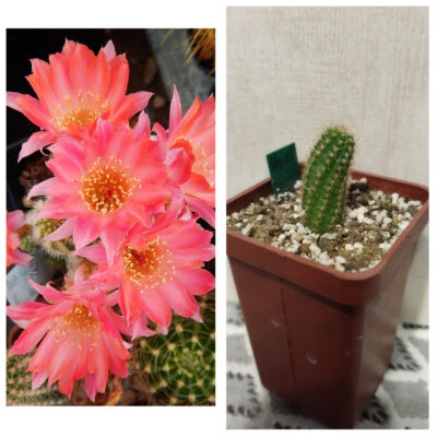 Chamaecereus hybrid Uriel Pan19.144.01