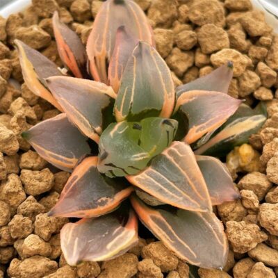 Haworthia Watermelon Mutant Variegated