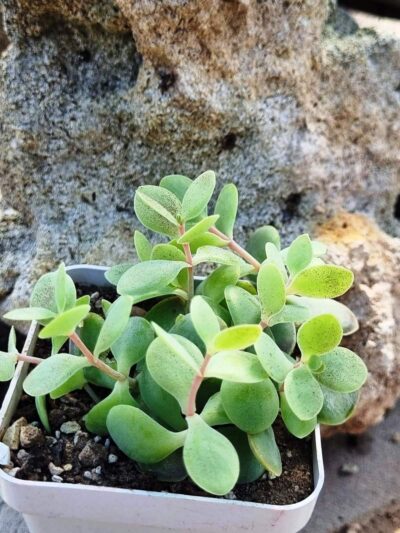 Kalanchoe Alticola - Зображення 2