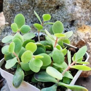 Kalanchoe Alticola