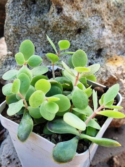 Kalanchoe Alticola