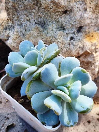 Echeveria Exotica - Зображення 3