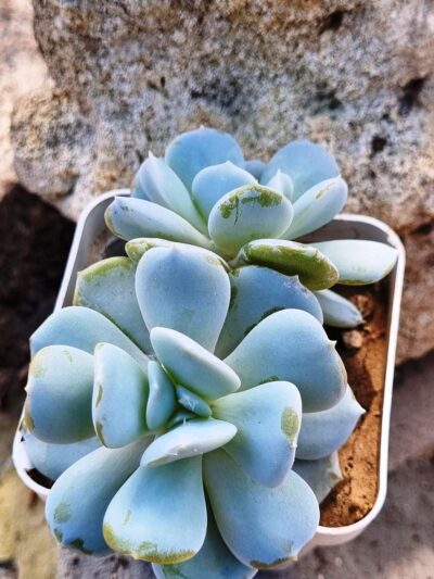 Echeveria Exotica - Зображення 2