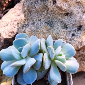 Echeveria Exotica