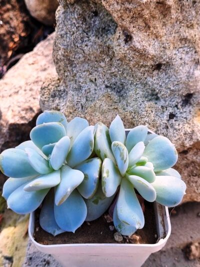 Echeveria Exotica