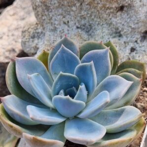 Echeveria Latte Rose
