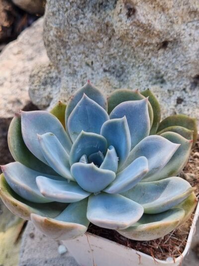 Echeveria Latte Rose