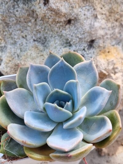 Echeveria Latte Rose - Зображення 2