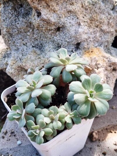 Echeveria Pinwheel Revolution f - Зображення 2