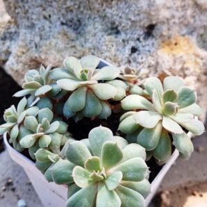 Echeveria Pinwheel Revolution f