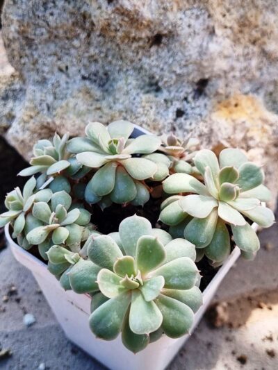 Echeveria Pinwheel Revolution f