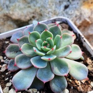 Echeveria Mana mini Hook