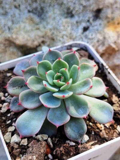 Echeveria Mana mini Hook