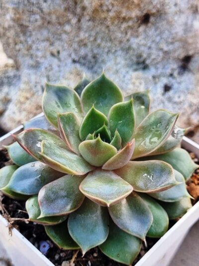 Echeveria Dark Ice - Зображення 2