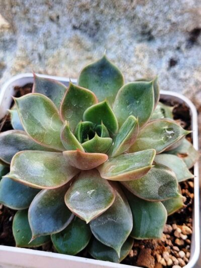Echeveria Dark Ice