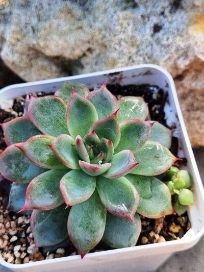 Echeveria Black Swan - Зображення 2