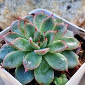 Echeveria Black Swan