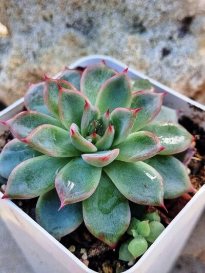 Echeveria Black Swan