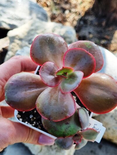 Echeveria Big Red - Зображення 2