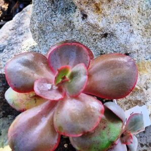 Echeveria Big Red